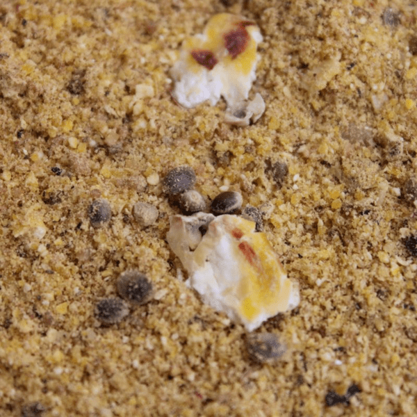 PRO-BIG-CARP-CHUFA-2