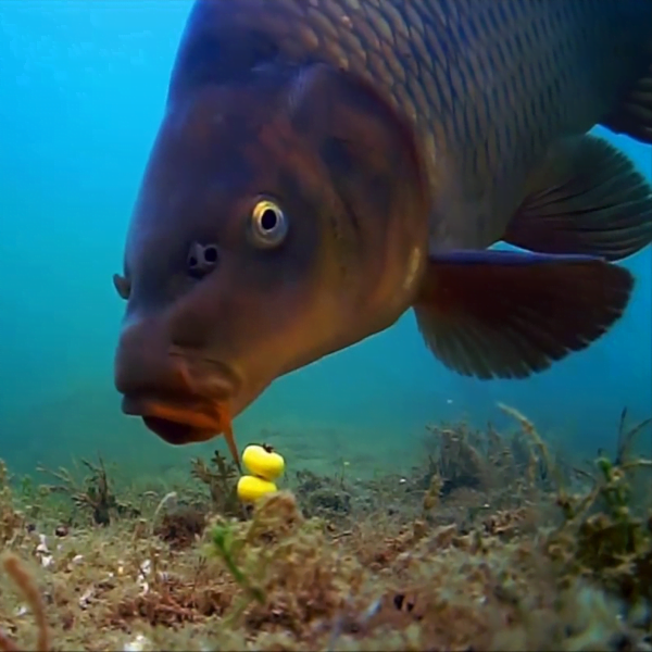 WATER-WOLF-3 WATER-WOLF-3