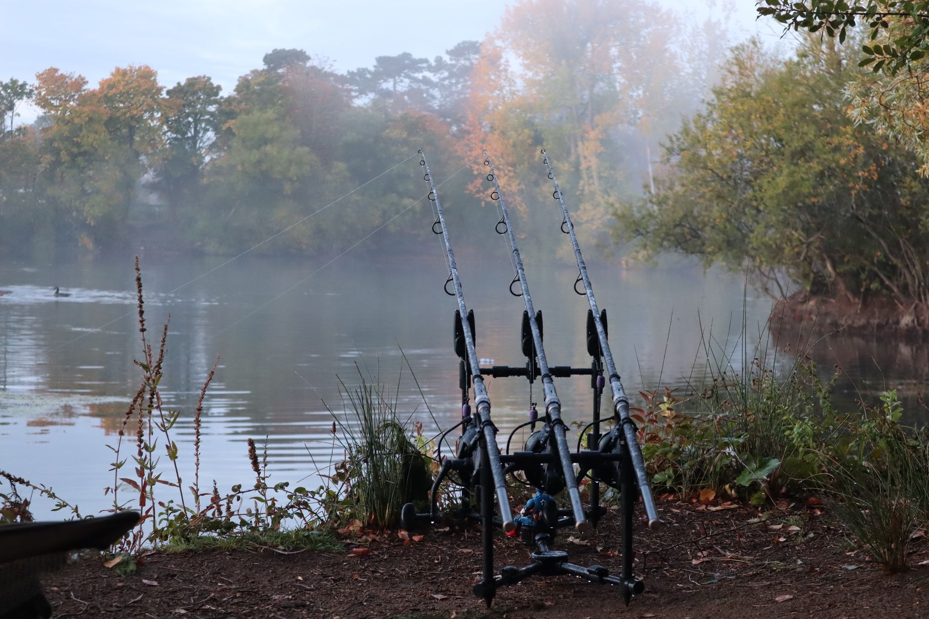 Carpfishing Para Principiantes: Cañas Montadas En La Orilla De Un Embalse