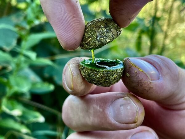 LK Baits Nutrigo Amur Espirulina Hierba 150ml, 20mm 1 LK Baits Nutrigo Espirulina 150ml 20mm