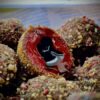 Lk Baits Nutrigo Balanc Monster Crab 200Ml, 20 Mm 1 Lk Baits Nutrigo Balanc Monster Crab 200Ml, 20 Mm 1