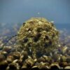 Lk Baits Nutrigo Balanc Partículas De Cáñamo Y Algas Marinas 200 Ml, 20 Mm 2 Lk Baits Nutrigo Balanc Partículas De Cáñamo Y Algas Marinas 200 Ml, 20 Mm 2
