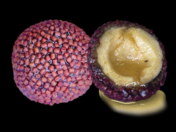 Pellets LK Baits Nutrigo sabor halibut con chile, 200 ml, 20 mm LK Baits Nutrigo sabor halibut con chile 200ml 20mm
