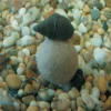 Enterprise-Snails-2