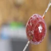 Korda Super Wrap Aplicado Con Vapor Sobre Boilie De Anzuelo