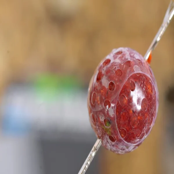Korda Super Wrap aplicado con vapor sobre boilie de anzuelo