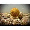 Lk Baits Nutrigo Feed-Ex Honey-Corn 800Gr 20Mm 2 Lk Baits Nutrigo Feed Ex Honey Corn 800G 20Mm 1
