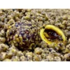 Lk Baits Nutrigo Feed-Ex Miel De Colza 800Gr 20Mm
