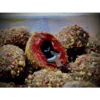 Lk Baits Nutrigo Feed-Ex Monster Crab 800Gr 20Mm 2 Lk Baits Nutrigo Feed Ex Monster Crab 800G 20Mm 1