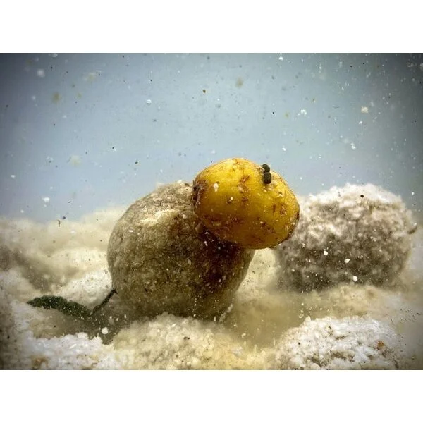 LK Baits Nutrigo Feed-ex Tiger nut 800gr 20mm