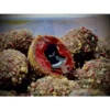 Lk Baits Nutrigo Balanc Monster Crab 200Ml, 20 Mm 1