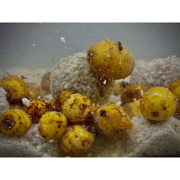LK Baits Nutrigo Balanc Partículas de Tigre 200ml, 20 mm 2