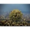 Lk Baits Nutrigo Balanc Partículas De Cáñamo Y Algas Marinas 200 Ml, 20 Mm 2