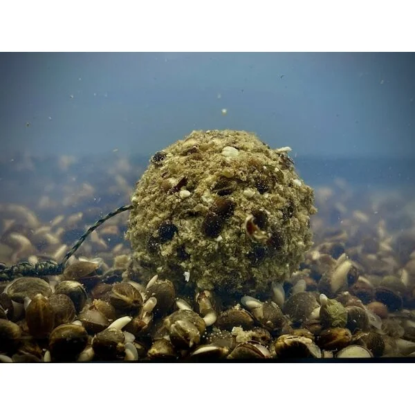 LK Baits Nutrigo Balanc Partículas de cáñamo y algas marinas 200 ml, 20 mm 2