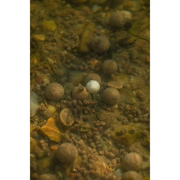 LK Baits POP UP Boilies Tester Series 01 Pure Signal 150ml, 14 20mm, Blanco 2
