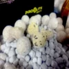 Pro Elie Baits Session Pack Bloody Mulberry White De La Gama Gold