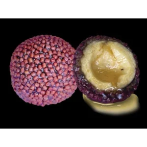 LK Baits Nutrigo sabor halibut con chile 200ml 20mm
