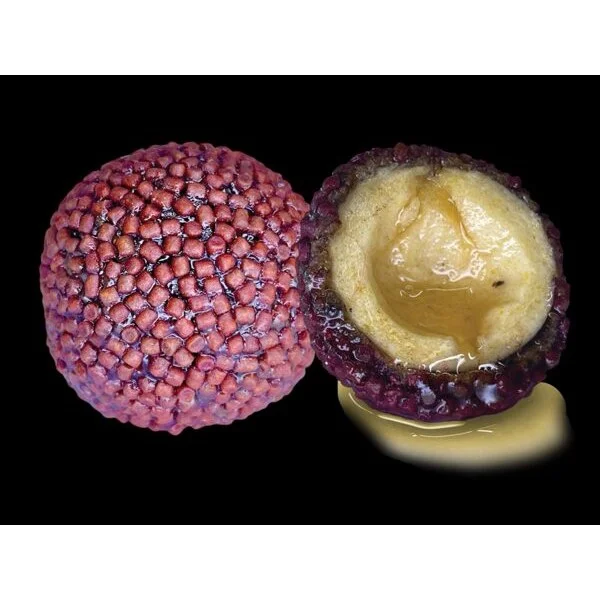 LK Baits Nutrigo sabor halibut con chile 200ml 20mm