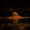 Sticky Krill Active Boilies 1