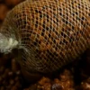 Sticky Krill Pellets 4 2