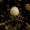 Sticky Baits The Krill White Ones Wafters 16Mm 130G 4 Sticky Krill Wafter Blanco 1