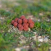 Tactica Baits Squidy Boilies 20Mm 4.5Kg 2 Tactica Baits Squidy Boilies 20Mm 1Kg