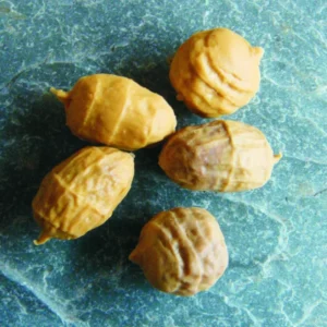 Enterprise Tackle Sinking Tiger Nut para carpfishing